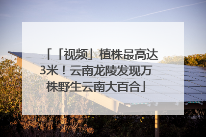 「视频」植株最高达3米！云南龙陵发现万株野生云南大百合