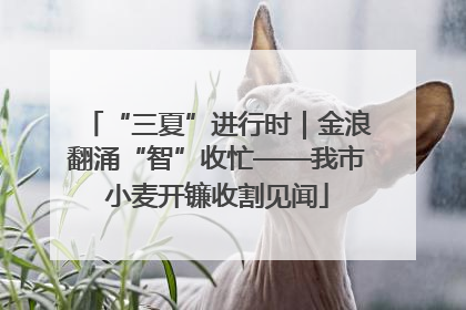 “三夏”进行时｜金浪翻涌“智”收忙——我市小麦开镰收割见闻