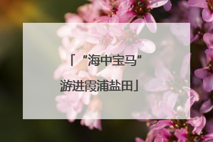 “海中宝马”游进霞浦盐田