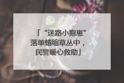 “迷路小狍崽”落单蜷缩草丛中，民警暖心救助