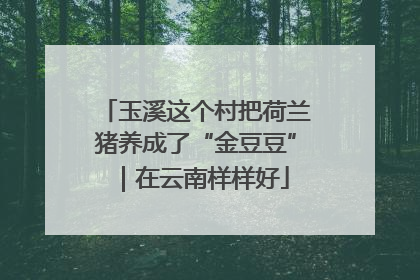 玉溪这个村把荷兰猪养成了“金豆豆”｜在云南样样好