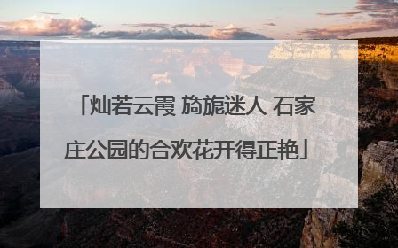 灿若云霞 旖旎迷人 石家庄公园的合欢花开得正艳