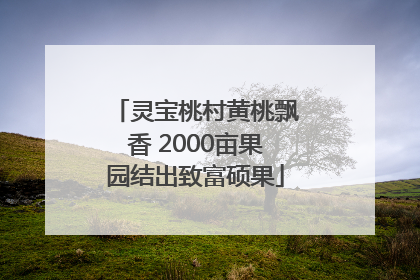 灵宝桃村黄桃飘香 2000亩果园结出致富硕果