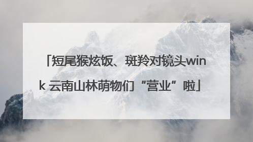 短尾猴炫饭、斑羚对镜头wink 云南山林萌物们“营业”啦
