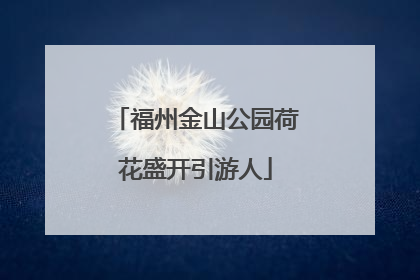 福州金山公园荷花盛开引游人