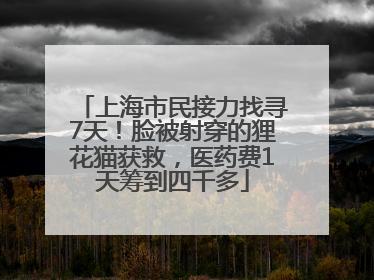 上海市民接力找寻7天！脸被射穿的狸花猫获救，医药费1天筹到四千多
