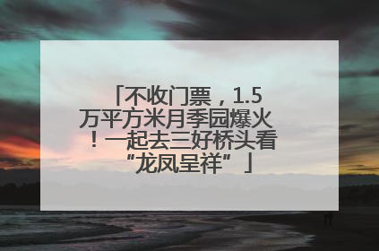不收门票，1.5万平方米月季园爆火！一起去三好桥头看“龙凤呈祥”
