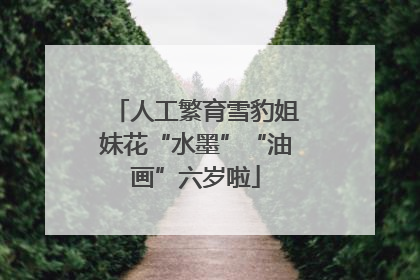 人工繁育雪豹姐妹花“水墨”“油画”六岁啦