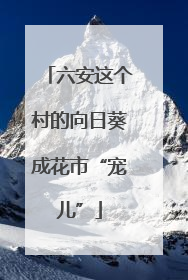 六安这个村的向日葵成花市“宠儿”