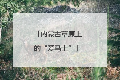 内蒙古草原上的“爱马士”