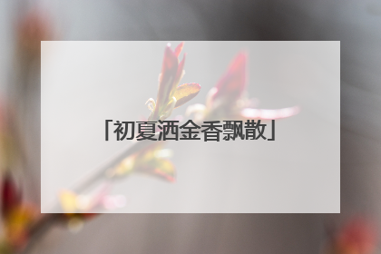初夏洒金香飘散