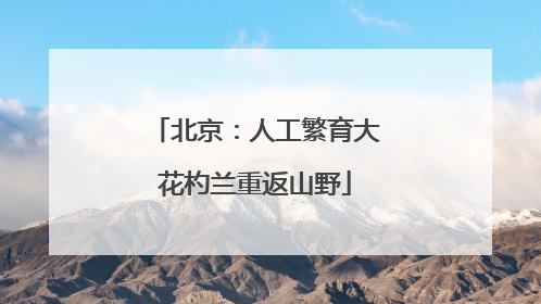 北京：人工繁育大花杓兰重返山野