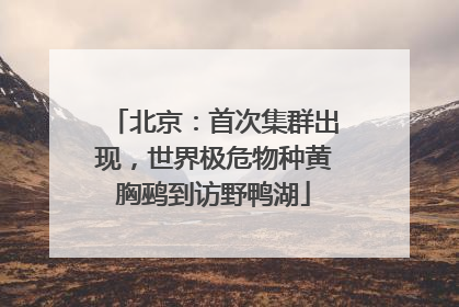 北京：首次集群出现，世界极危物种黄胸鹀到访野鸭湖