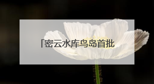 密云水库鸟岛首批幼鸟成功离巢试飞
