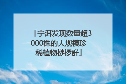 宁洱发现数量超3000株的大规模珍稀植物桫椤群