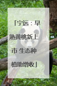 宁远：早熟黄桃新上市 生态种植助增收