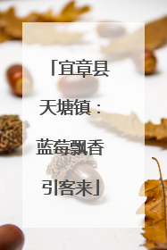 宜章县天塘镇：蓝莓飘香引客来