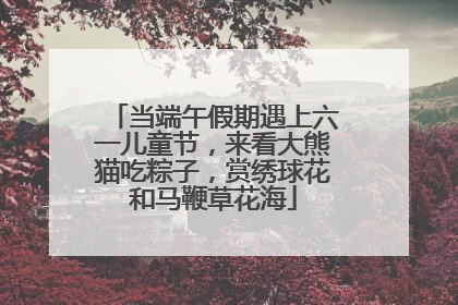 当端午假期遇上六一儿童节，来看大熊猫吃粽子，赏绣球花和马鞭草花海