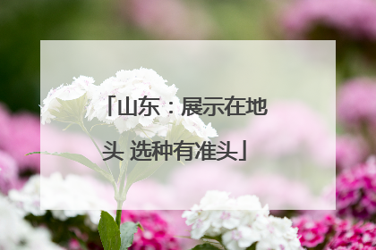 山东：展示在地头 选种有准头