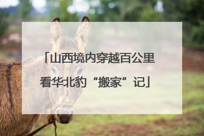 山西境内穿越百公里 看华北豹“搬家”记