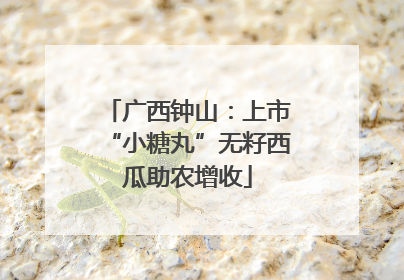 广西钟山：上市“小糖丸”无籽西瓜助农增收