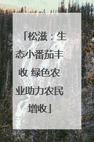 松滋：生态小番茄丰收 绿色农业助力农民增收
