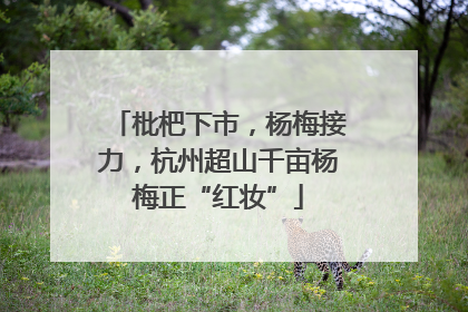 枇杷下市，杨梅接力，杭州超山千亩杨梅正“红妆”