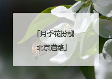 月季花扮靓北京道路