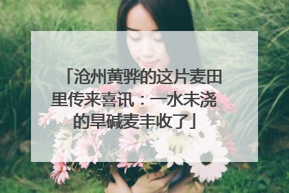 沧州黄骅的这片麦田里传来喜讯：一水未浇的旱碱麦丰收了