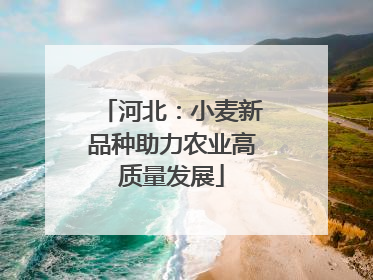 河北：小麦新品种助力农业高质量发展