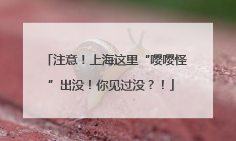 注意！上海这里“嘤嘤怪”出没！你见过没？！