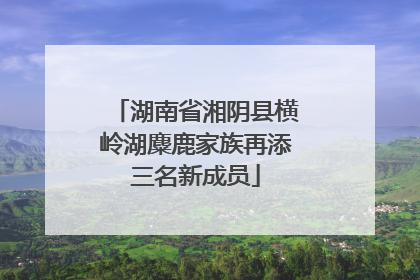 湖南省湘阴县横岭湖麋鹿家族再添三名新成员