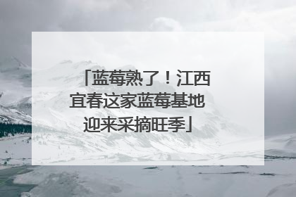 蓝莓熟了！江西宜春这家蓝莓基地迎来采摘旺季