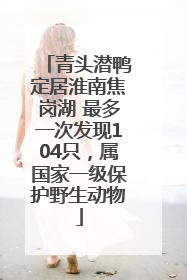 青头潜鸭定居淮南焦岗湖 最多一次发现104只，属国家一级保护野生动物