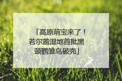 高原萌宝来了！若尔盖湿地首批黑颈鹤雏鸟破壳