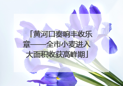 黄河口奏响丰收乐章——全市小麦进入大面积收获高峰期