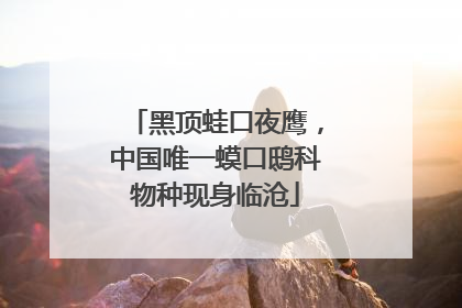 黑顶蛙口夜鹰，中国唯一蟆口鸱科物种现身临沧