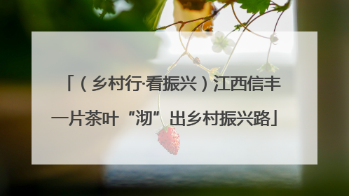 （乡村行·看振兴）江西信丰一片茶叶“沏”出乡村振兴路