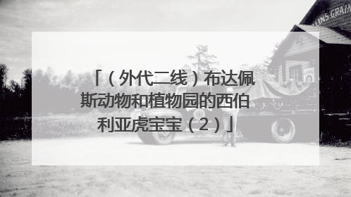 （外代二线）布达佩斯动物和植物园的西伯利亚虎宝宝（2）